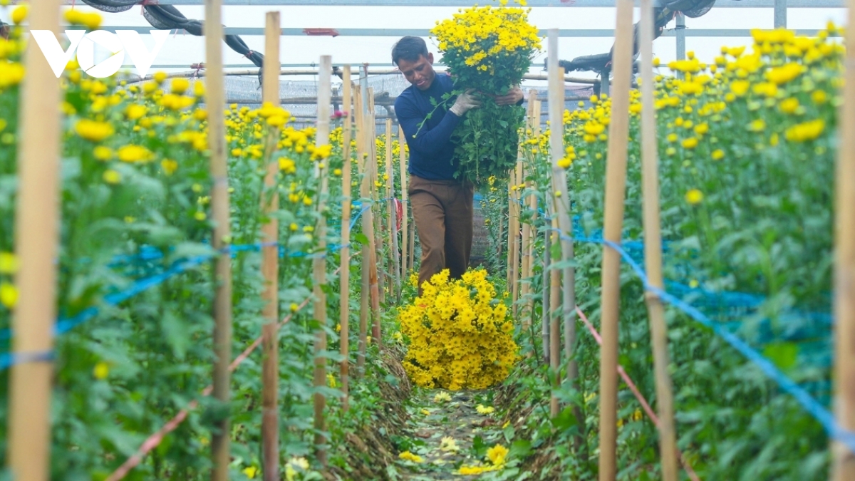 Hanoi flower growers cry out as Tet draws near